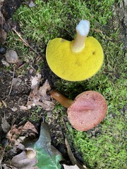 Aureoboletus auriporus