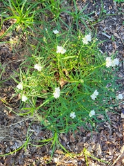 Asclepias perennis
