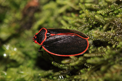 Iphirhina