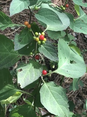 Witheringia mexicana