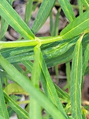 Asclepias perennis