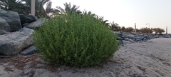Suaeda aegyptiaca