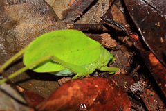 Lophaspis