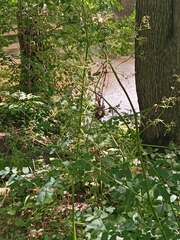 Thalictrum dasycarpum