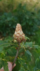 Andricus foecundatrix