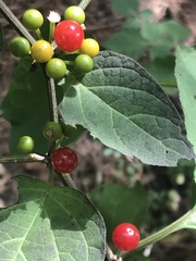 Witheringia mexicana