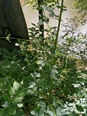 Thalictrum dasycarpum