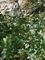 Thalictrum dasycarpum