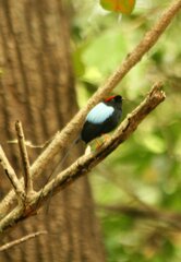 Chiroxiphia linearis