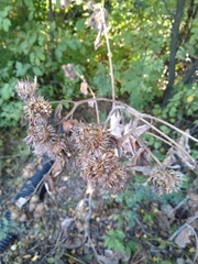 Arctium tomentosum