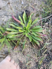 Oenothera