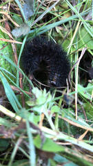 Hypercompe scribonia