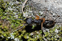 Camponotus renggeri