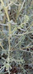 Suaeda aegyptiaca