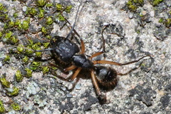 Camponotus renggeri