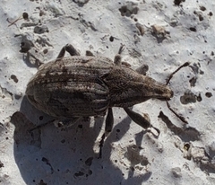 Pleurocleonus sollicitus