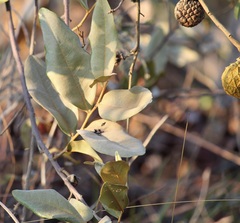 Duguetia furfuracea