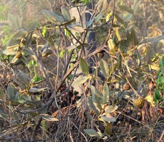 Duguetia furfuracea