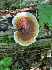 Ganoderma