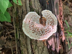 Ganoderma