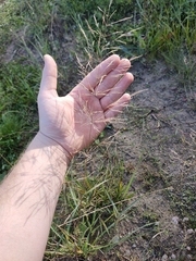 Eragrostis albensis