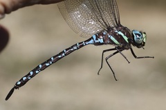 Aeshna tuberculifera