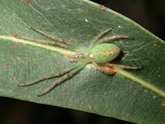 Araneus talipedatus