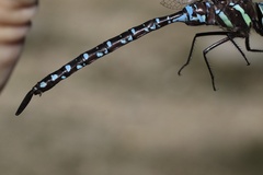 Aeshna tuberculifera