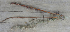 Artemisia sericea