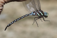 Aeshna tuberculifera