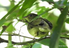 Ceratopipra mentalis