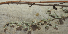 Artemisia sericea