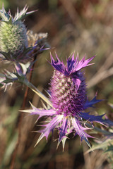 Eryngium leavenworthii