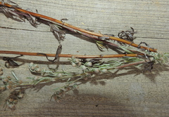 Artemisia sericea