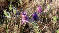 Eryngium leavenworthii