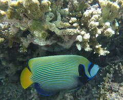 Pomacanthus imperator