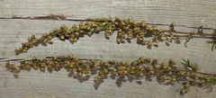 Artemisia latifolia