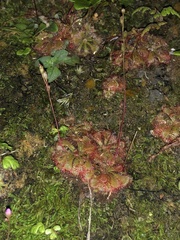 Drosera spatulata