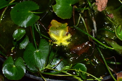 Nymphoides crenata