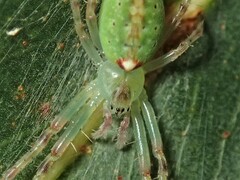 Araneus talipedatus
