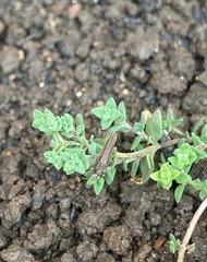 Agrilus