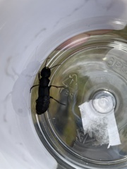 Ocypus olens