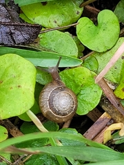 Bradybaena similaris