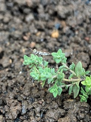 Agrilus