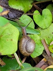 Bradybaena similaris