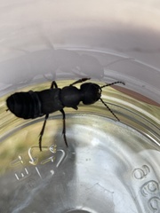 Ocypus olens