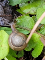 Bradybaena similaris