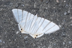 Opisthoxia metargyria