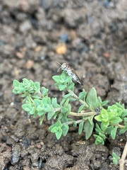 Agrilus