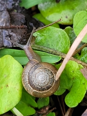 Bradybaena similaris
